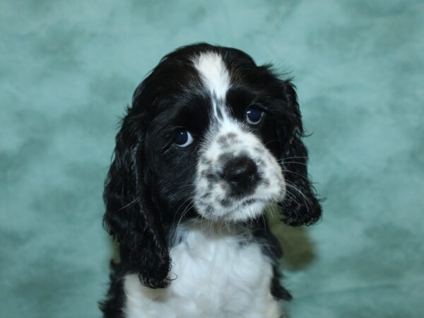 Cocker Spaniel DOG Female Black / White 8426 Petland Dalton, Georgia