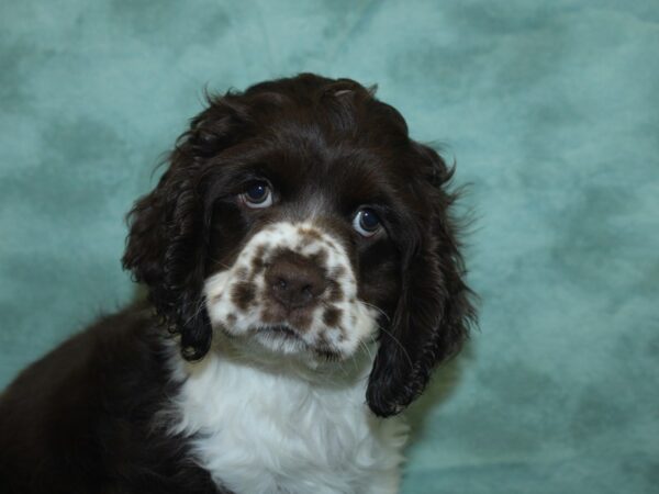 Cocker Spaniel DOG Female Chocolate / White 8427 Petland Dalton, Georgia