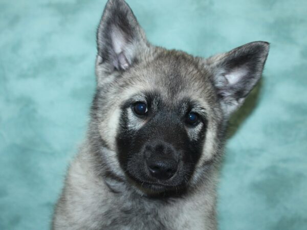 Norwegian Elkhound DOG Male Silver Gray / Black 8428 Petland Dalton, Georgia