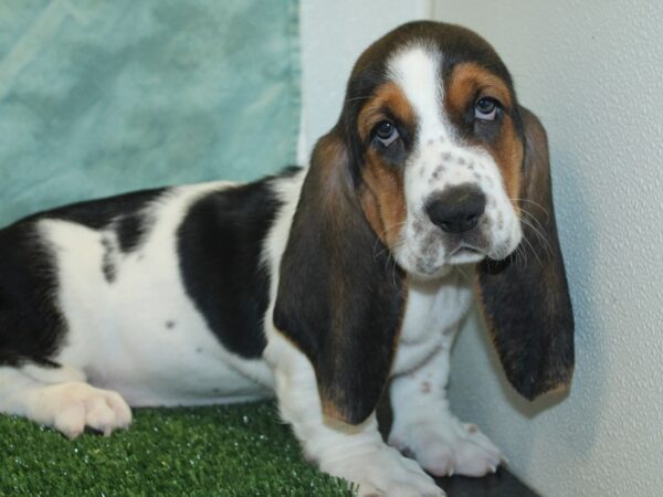 Basset Hound DOG Male Black White and Tan 18881 Petland Dalton, Georgia