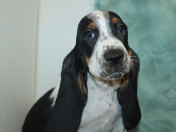 Basset Hound-DOG-Male-Black White and Tan-18883-Petland Dalton, Georgia