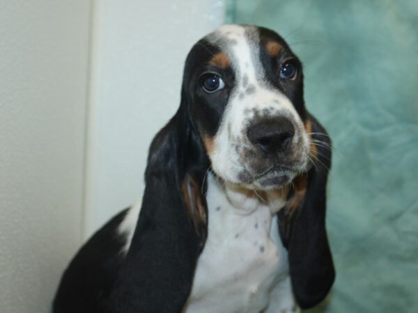 Basset Hound DOG Male Black White and Tan 18883 Petland Dalton, Georgia