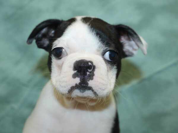 Boston Terrier DOG Female Black and White 18884 Petland Dalton, Georgia