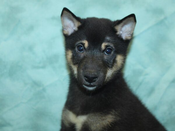 Shiba Inu DOG Male Black and Tan 18885 Petland Dalton, Georgia