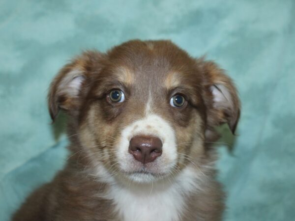 Australian Shepherd DOG Female Red Tri 18886 Petland Dalton, Georgia