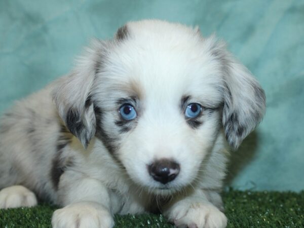 Miniature Australian Shepherd DOG Female BLUE MERLE 18887 Petland Dalton, Georgia