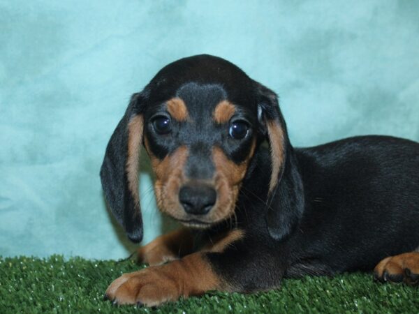 Dachshund DOG Male Blk & Tan 18890 Petland Dalton, Georgia