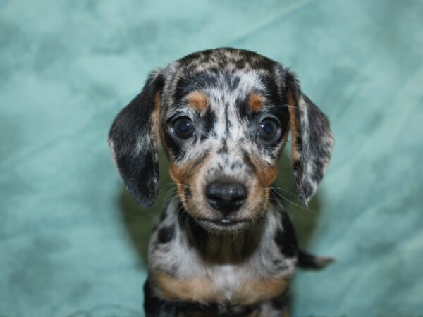 Dachshund DOG Female DAPPLE 18888 Petland Dalton, Georgia