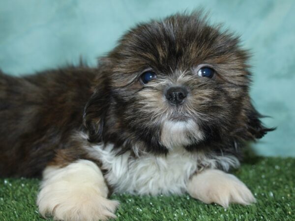 Shih Tzu DOG Male brown white 18889 Petland Dalton, Georgia