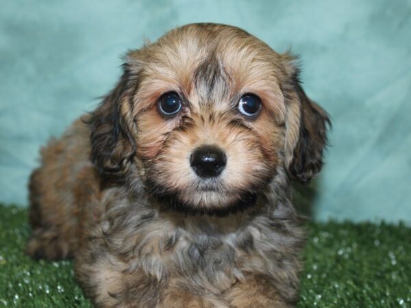 Dachshund/Havanese DOG Male RED 18891 Petland Dalton, Georgia