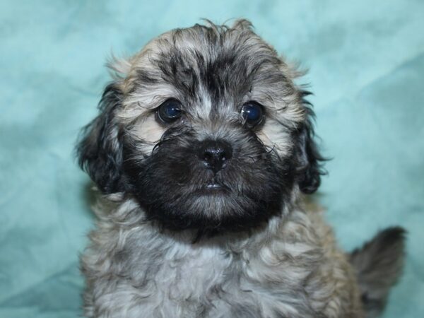 Teddy Bear DOG Male BROWN WHITE 18892 Petland Dalton, Georgia