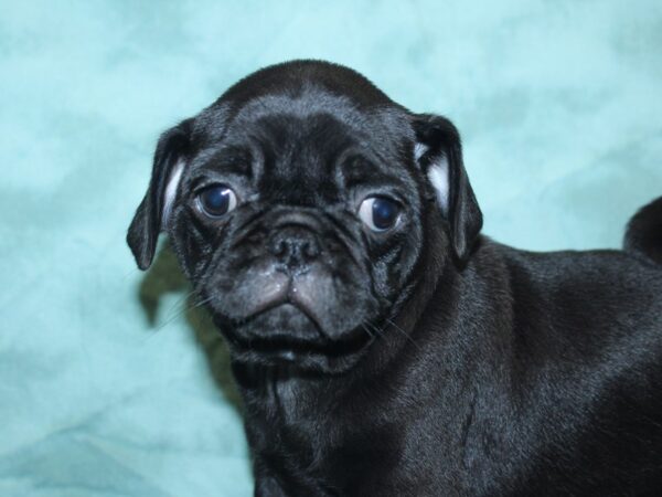 Pug DOG Male Black 18893 Petland Dalton, Georgia