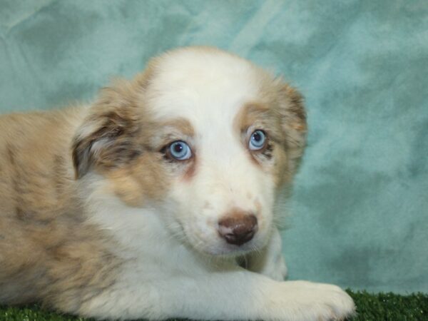 Aussie DOG Male Red Merle 8430 Petland Dalton, Georgia