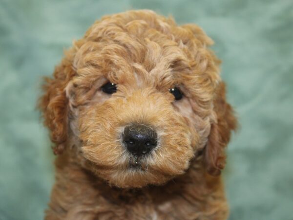 F2 MINI GOLDENDOODLE DOG Female Red 8431 Petland Dalton, Georgia