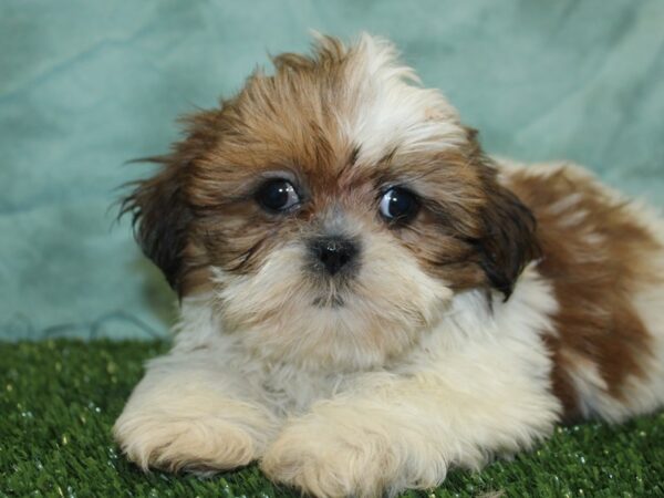 Shih Tzu DOG Female Brown White 8432 Petland Dalton, Georgia