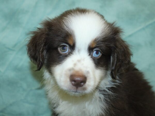 Miniature Australian Shepherd DOG Male RED TRI 18894 Petland Dalton, Georgia