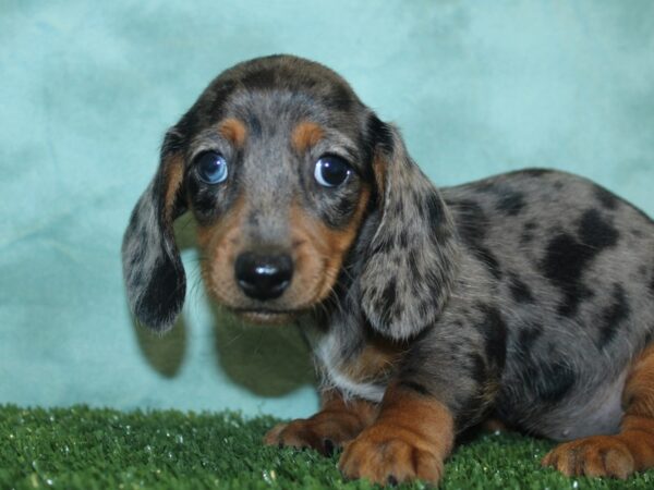 Dachshund DOG Female DAPPLE 8434 Petland Dalton, Georgia