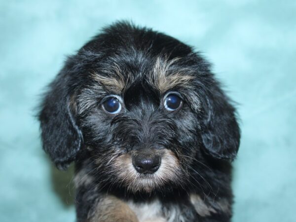 Dachshund/Havanese-DOG-Male-BLK TAN-8435-Petland Dalton, Georgia