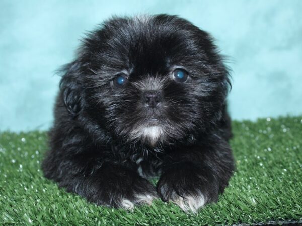 Shih Tzu DOG Male BLK WHITE 8436 Petland Dalton, Georgia