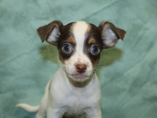 Chihuahua DOG Male choc wh 8437 Petland Dalton, Georgia