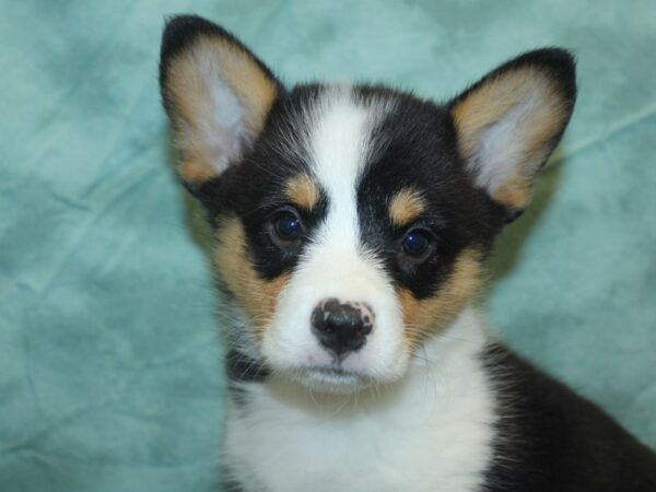 Pembroke Welsh Corgi DOG Male TRI 8438 Petland Dalton, Georgia