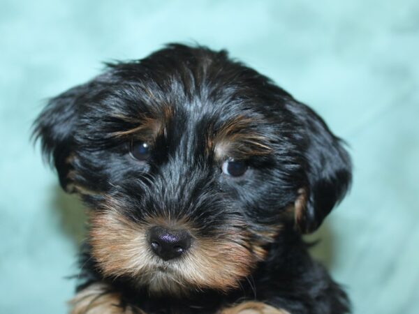 Yorkshire Terrier DOG Male Blk-Tan 8440 Petland Dalton, Georgia