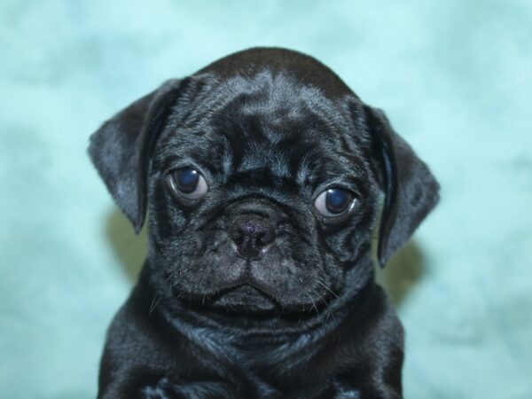 Pug DOG Female Black 8441 Petland Dalton, Georgia