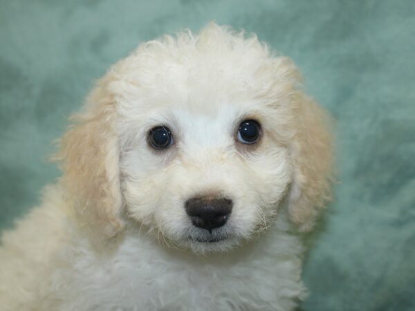 Bichon Frise DOG Female White 18895 Petland Dalton, Georgia