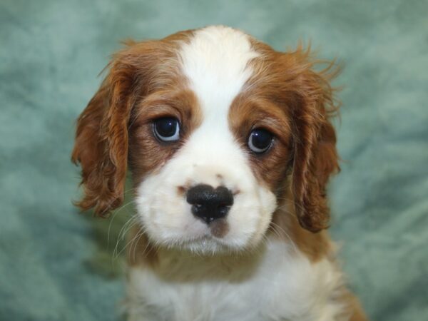 Cavalier King Charles Spaniel DOG Male Blenheim 18900 Petland Dalton, Georgia