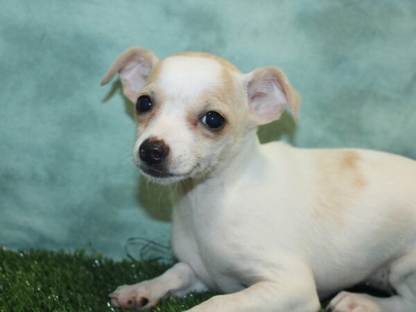 Chihuahua DOG Female White 18896 Petland Dalton, Georgia