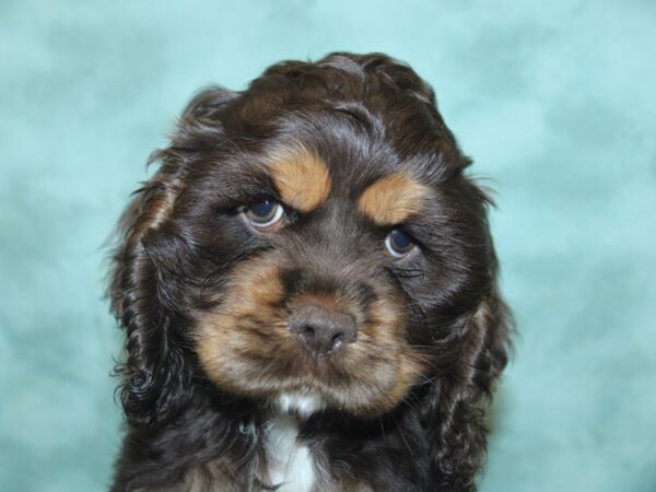 Cocker Spaniel DOG Male Chocolate / Tan 18897 Petland Dalton, Georgia