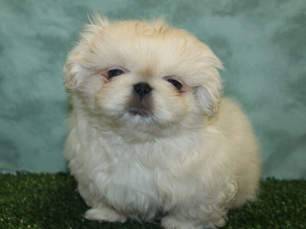 Pekingese DOG Female Cream 18902 Petland Dalton, Georgia