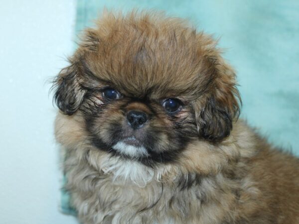 Pekingese DOG Male Red 18903 Petland Dalton, Georgia