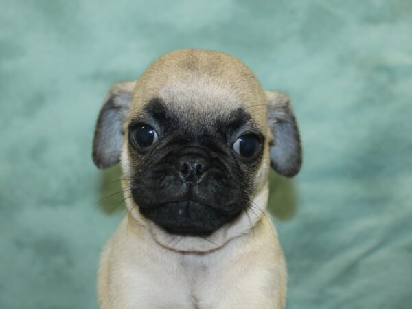 Pug DOG Male Fawn 18904 Petland Dalton, Georgia