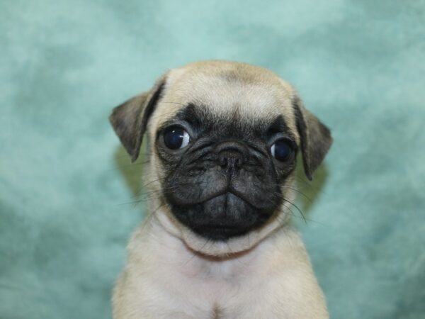 Pug DOG Female Fawn 18905 Petland Dalton, Georgia