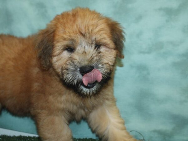 Soft Coated Wheaten Terrier DOG Male Wheaten 18898 Petland Dalton, Georgia