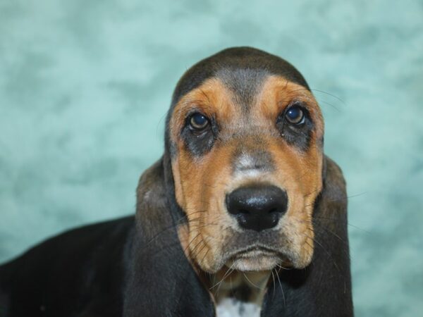 Basset Hound DOG Male Tri-Colored 8446 Petland Dalton, Georgia