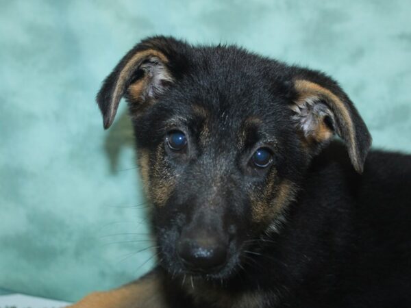 German Shepherd Dog DOG Female Black / Tan 8442 Petland Dalton, Georgia