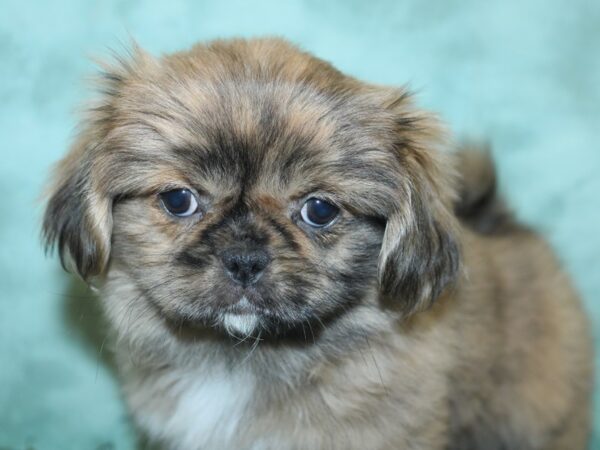 Pekingese DOG Female Sable 8443 Petland Dalton, Georgia