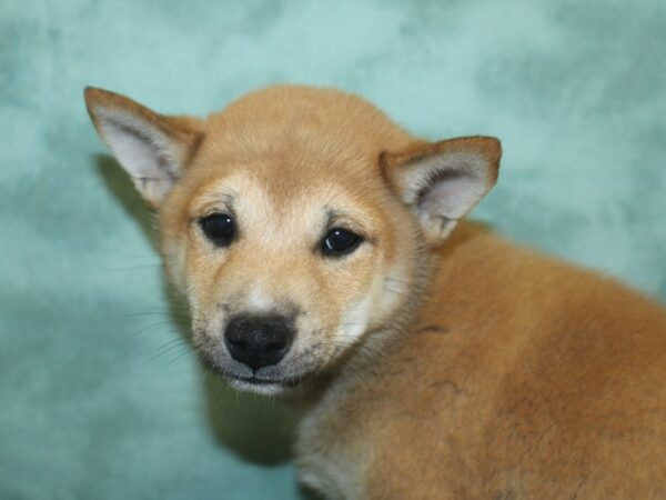 Shiba Inu DOG Male Red / White 8447 Petland Dalton, Georgia