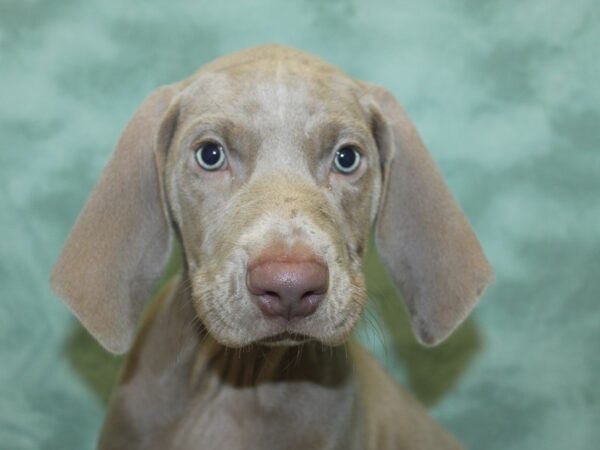 Weimaraner-DOG-Female-Gray-8444-Petland Dalton, Georgia