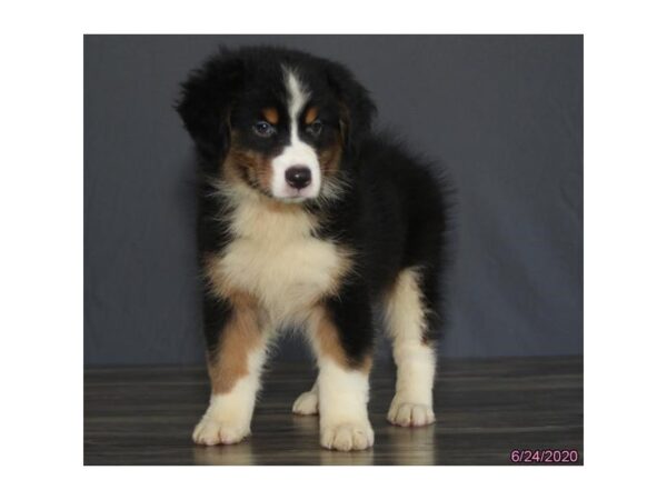 Australian Shepherd DOG Female Black 18907 Petland Dalton, Georgia