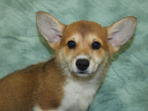 Pembroke Welsh Corgi DOG Female Red / White 8449 Petland Dalton, Georgia