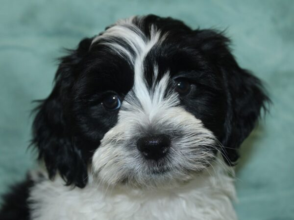 Teddy Bear DOG Male Black / White 18912 Petland Dalton, Georgia