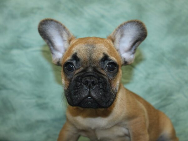 French Bulldog DOG Male Fawn 18909 Petland Dalton, Georgia