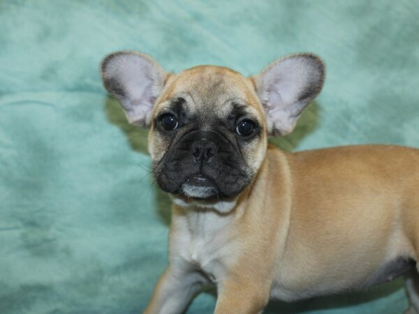 French Bulldog DOG Female Fawn 8448 Petland Dalton, Georgia