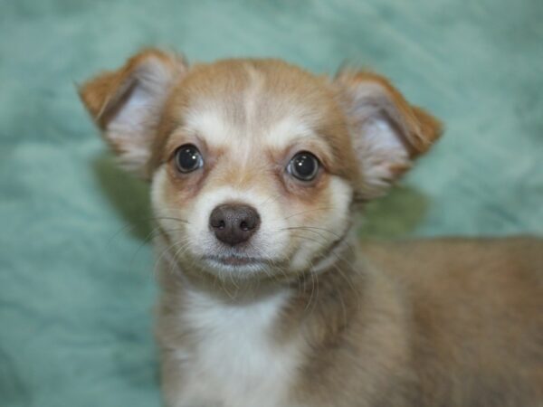 Chihuahua DOG Female Blue Fawn 18908 Petland Dalton, Georgia