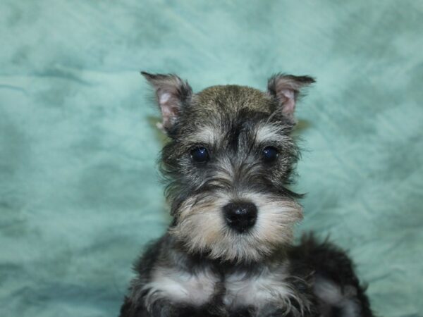 Miniature Schnauzer DOG Female Salt / Pepper 18910 Petland Dalton, Georgia