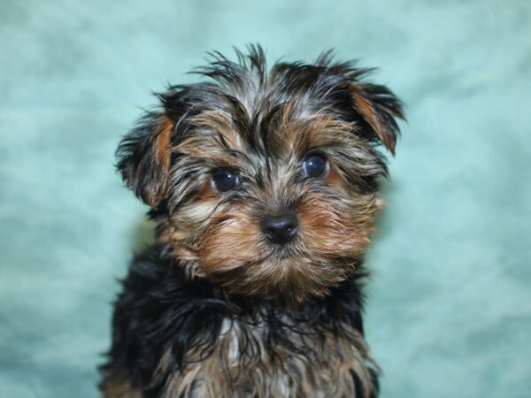 Yorkshire Terrier DOG Female Black and Gold 18930 Petland Dalton, Georgia