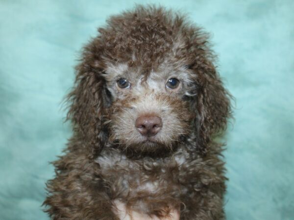 Poodle DOG Male Brown 18928 Petland Dalton, Georgia